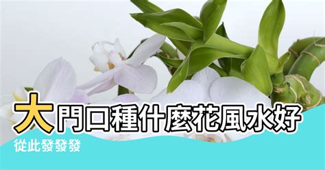 門口種樹風水|大門口適合放什麼植物：擋煞化煞招財好運 